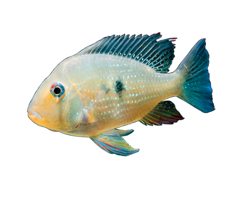 akvariumi_halak_694.png