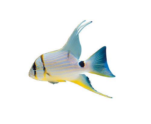 akvariumi_halak_711.png