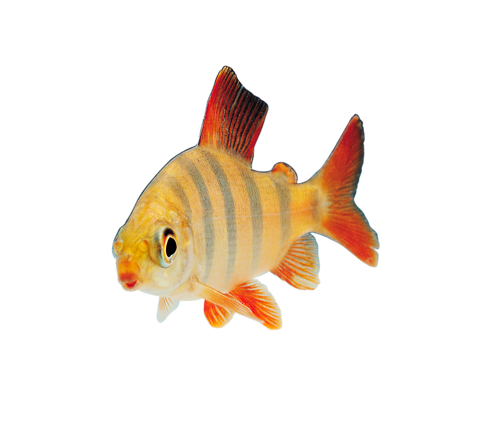 akvariumi_halak_714.png