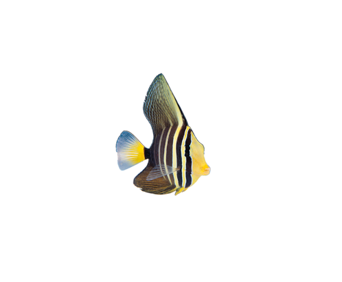 akvariumi_halak_715.png