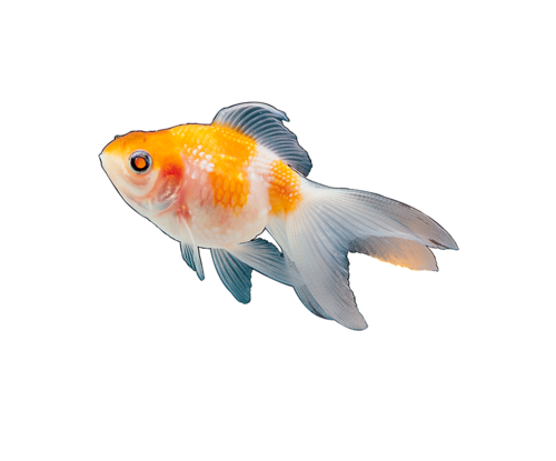 akvariumi_halak_716.png