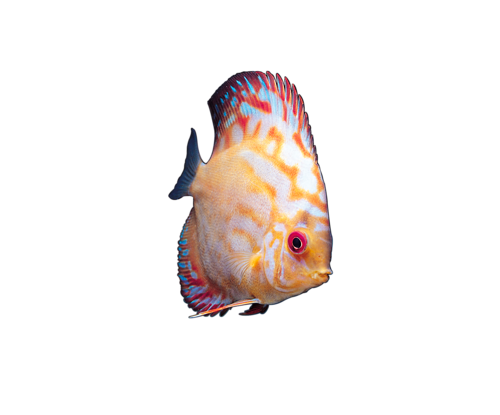akvariumi_halak_721.png