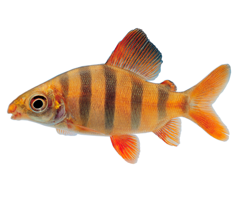 akvariumi_halak_723.png