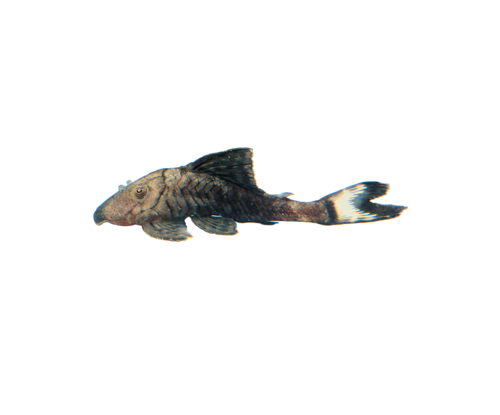 akvariumi_halak_726.png