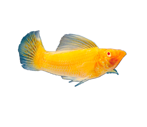 akvariumi_halak_728.png