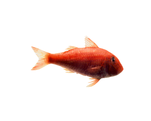 akvariumi_halak_729.png