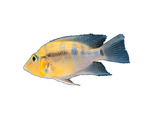 akvariumi_halak_730.png