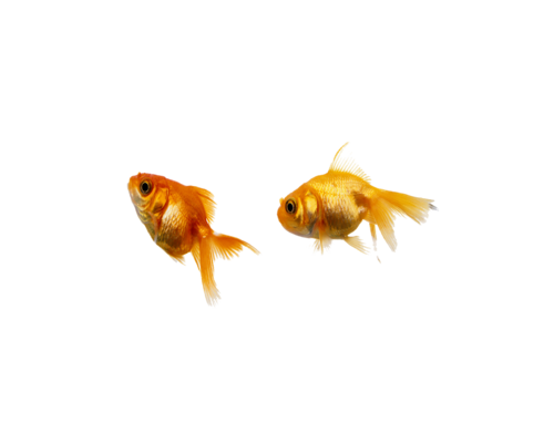 akvariumi_halak_733.png