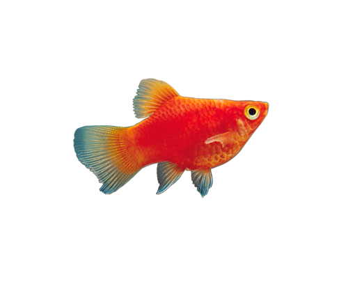 akvariumi_halak_736.png