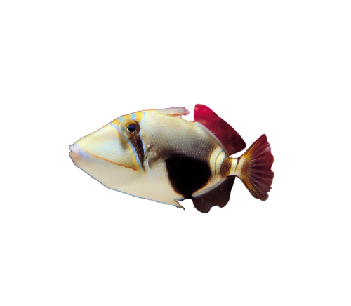 akvariumi_halak_738.png