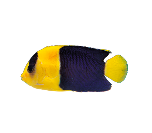 akvariumi_halak_741.png