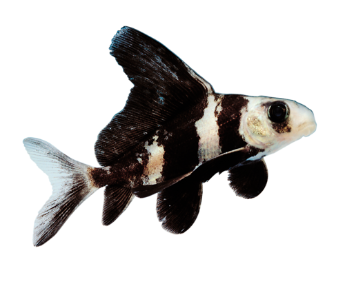 akvariumi_halak_745.png