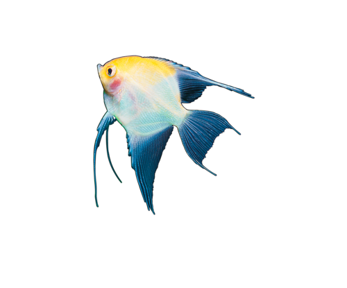 akvariumi_halak_747.png
