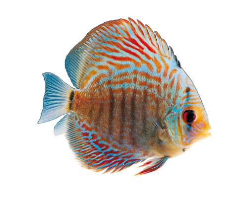 akvariumi_halak_751.png