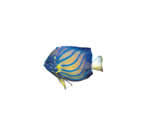 akvariumi_halak_753.png