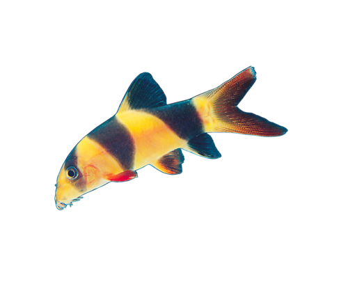 akvariumi_halak_754.png