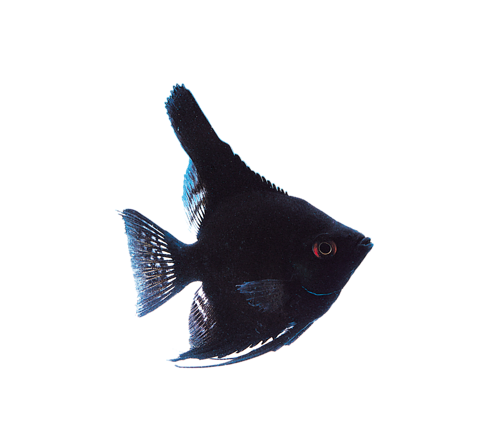 akvariumi_halak_756.png