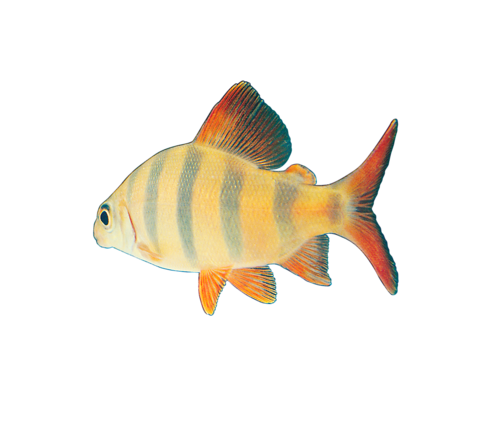 akvariumi_halak_759.png
