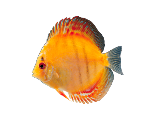 akvariumi_halak_761.png