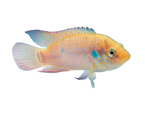 akvariumi_halak_763.png