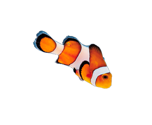 akvariumi_halak_764.png
