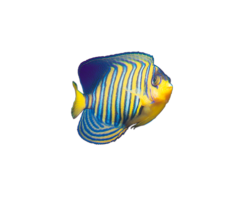 akvariumi_halak_766.png