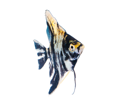 akvariumi_halak_769.png