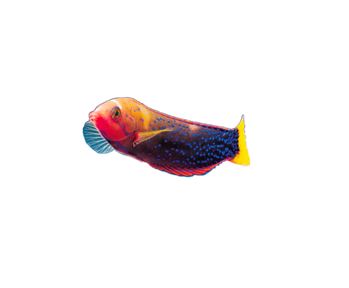 akvariumi_halak_771.png