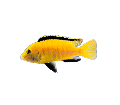 akvariumi_halak_773.png