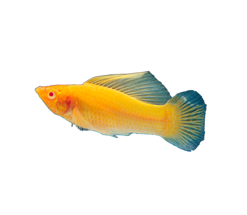 akvariumi_halak_777.png