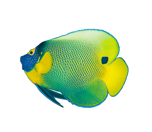 akvariumi_halak_781.png