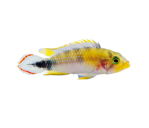 akvariumi_halak_782.png