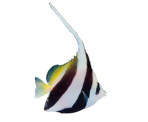 akvariumi_halak_783.png