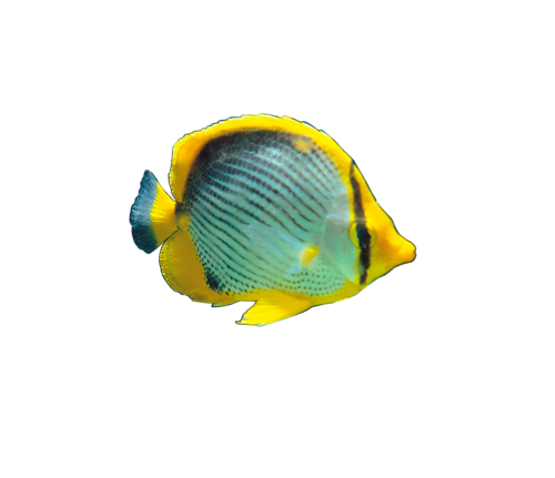 akvariumi_halak_787.png