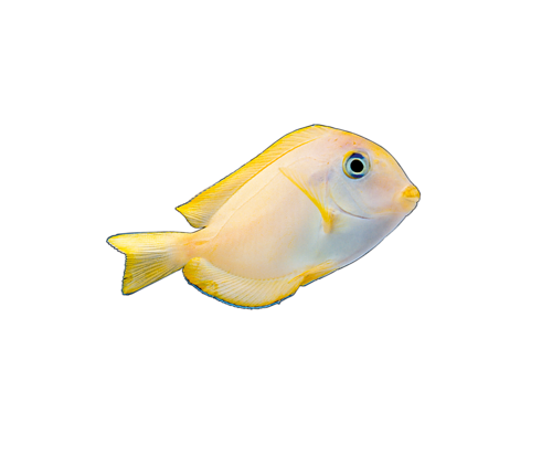 akvariumi_halak_788.png