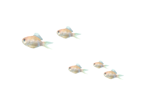akvariumi_halak_79.png