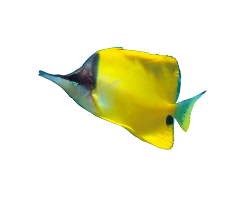 akvariumi_halak_792.png