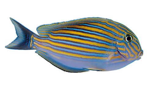 akvariumi_halak_794.png