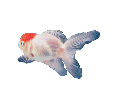 akvariumi_halak_797.png