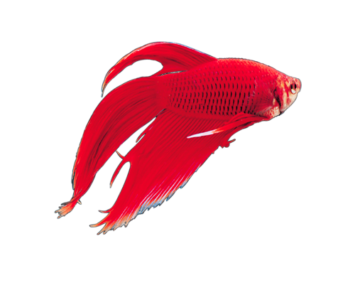 akvariumi_halak_8.png