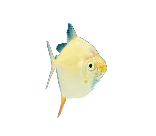 akvariumi_halak_803.png