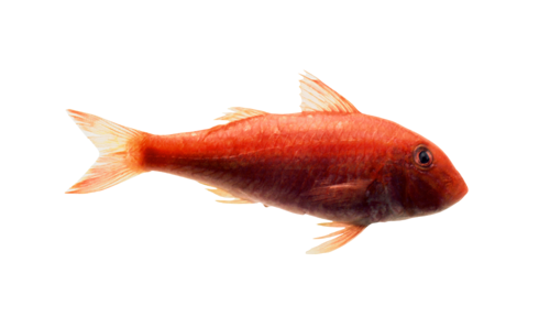 akvariumi_halak_806.png