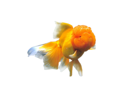 akvariumi_halak_810.png