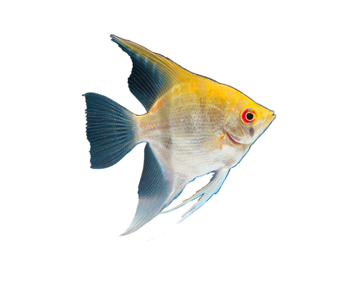 akvariumi_halak_811.png