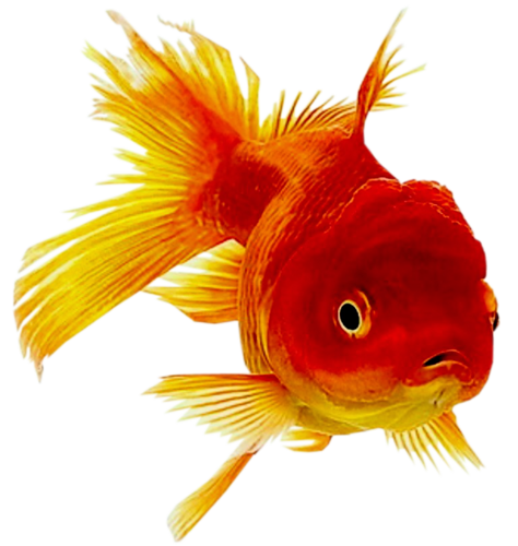 akvariumi_halak_816.png