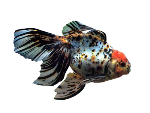 akvariumi_halak_826.png