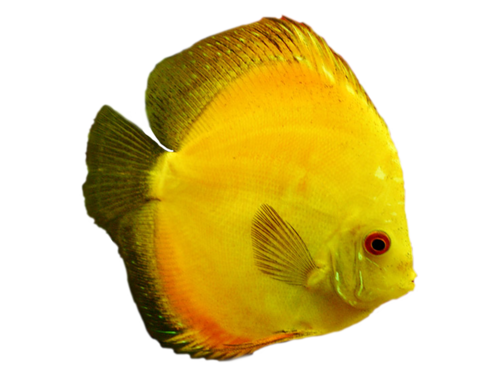 akvariumi_halak_827.png