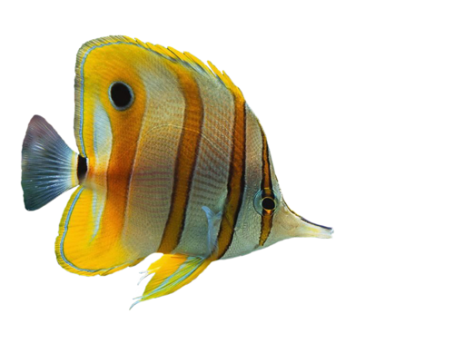 akvariumi_halak_829.png