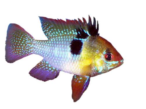 akvariumi_halak_83.png