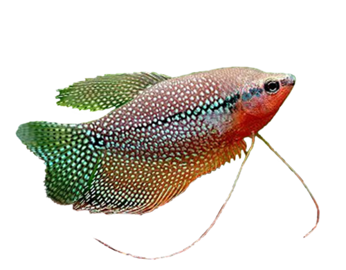 akvariumi_halak_830.png